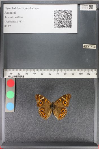 Media type: image;   Entomology 110913